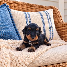 Harvest - Black and tan male Cavapoo puppy in Floyd, Virginia from Hearts and Paws Poodles and Doodles