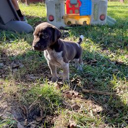 Rambo - male German Shorthaired Pointer puppy in Oxford, Ohio from LyonHeart
