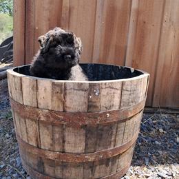 Rebellious Gabriel (Purple Boy) - Brindle male Bouvier des Flandres puppy in Cazenovia, New York from Rebellious Bouvier