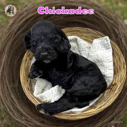 Chickadee - Black female Bernedoodle puppy in Banner Elk, North Carolina from Walnut Tree Bernedoodles