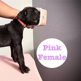 Cane Corso and Miniature Schnauzer Puppies from P1FamilyCanines
