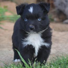 Black Bi Female - Black & white female Miniature Australian Shepherd puppy in Louisville, Mississippi from K & K Livestock