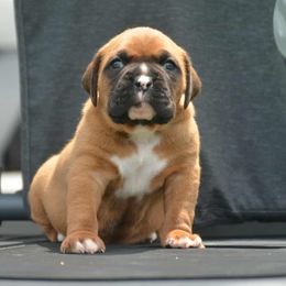 Aramis - Fawn male Boxer puppy in Earlsboro, Oklahoma from Lieben Boxers
