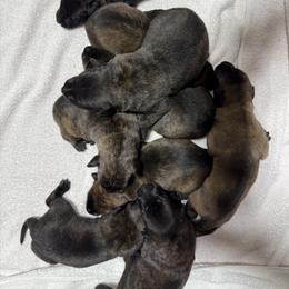 Dutch Shepherd Puppies from Lisa's Dutchies