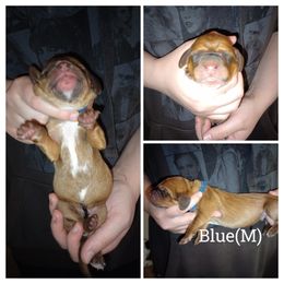 Blue - Brown black and white male Basset Hound puppy in Highland, Michigan from Dream Hounds of Michigan