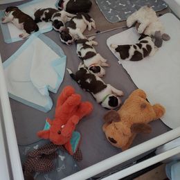 Saint Bernard puppies from Fizzy Saints