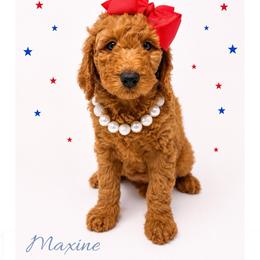 Maxine - Red  female Goldendoodle puppy in State Road, North Carolina from Must Love Doodles