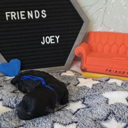 Joey ( Blue collar) - Black and white male Schnoodle puppy in Novinger, Missouri from Stormi Sky Schnoodles
