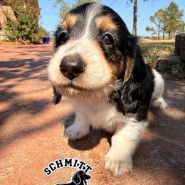 Tootles - Piebald male Dachshund puppy in Ramona, Oklahoma from Schmitt Dachshunds