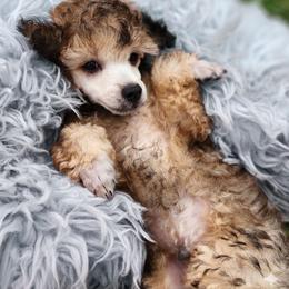 Twister - Sable male Poodle puppy in Harrisonville, Missouri from Kurly Q Poodles