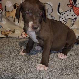 Calvin - Chocolate male Great Dane puppy in Walker, Louisiana from La Rebel Danes