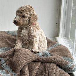 Poodle Puppies from Cheerful Poodles