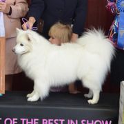 American Eskimo Dogs and Golden Retrievers from Kaydells Kennels