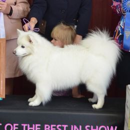 American Eskimo Dogs and Golden Retrievers from Kaydells Kennels