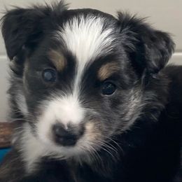 Miniature Australian Shepherd Puppies from Blue Skye's Miniature Australian Shepherds