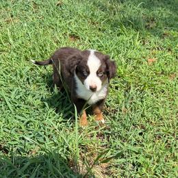Bandit - Red tri male Miniature Australian Shepherd puppy in Michie, Tennessee from Acton Aussies
