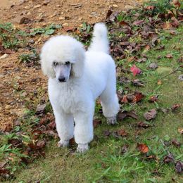 Poodle Puppies from D and D Standard Poodles