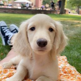 Dachshund Puppies from Loveland Doxies