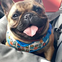 French Bulldog Puppies from Clay Bulldogs