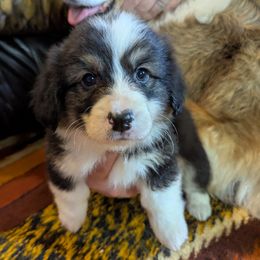 Pembroke Welsh Corgi Puppies from BROCKWAY CREEK CORGI'S