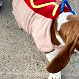 Basset Hounds from Jill's Basset Hounds