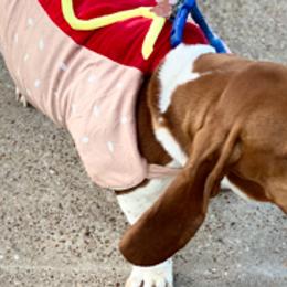 Basset Hounds from Jill's Basset Hounds