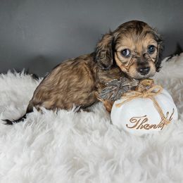 Dachshund Puppies from Mighty Paws Manor