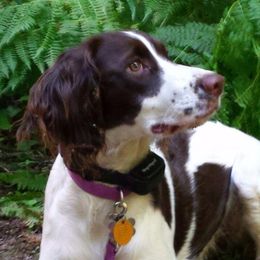 Freckles - English Springer Spaniel