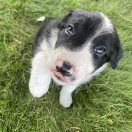 Pepper - Black and white male Border Collie puppy in Markle, Indiana from Floating Axe Border Collies