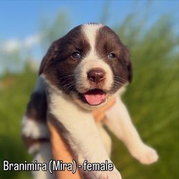 Branimira (Mira) - Tri-color female Karakachan puppy in Hogansville, Georgia from Goshen Highlands
