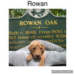 Goldendoodle Puppies from Quentin Brewer