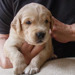 Golden Retriever Puppies from Jacqueline Sigona