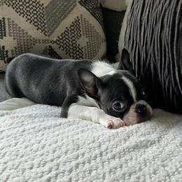 Raymond - Black and white male Boston Terrier puppy in Charlotte, Michigan from Witselle Bostons