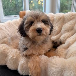 Goldie - Blue merle female Sheepadoodle puppy in North Royalton, Ohio from Johnson's Doodles