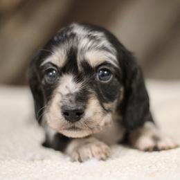 Vincent - Dapple male Dachshund puppy in Alto, Texas from Prima Dachshunds