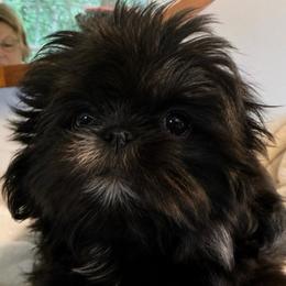 Coal - Black and tan male Shih Tzu puppy in Covington, Georgia from Top Hats 2  Shih Tzu’s