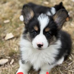 Spade - Black and tan male Pembroke Welsh Corgi puppy in Hotchkiss, Colorado from Grand Mesa Corgis