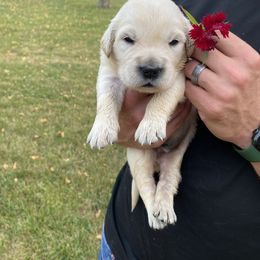 Vernon - Golden Retriever puppy in Byron Center, Michigan from Little House on the Farmie