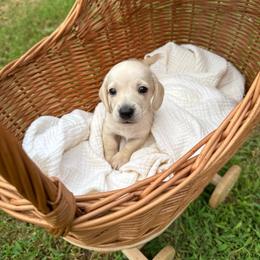 Miles - Cream male Dachshund puppy in Pontotoc, Mississippi from Toddy Kennels