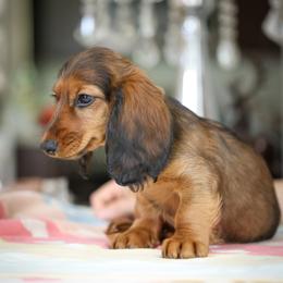 Dachshund Puppies from Olia Mirra