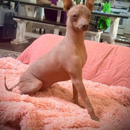 Ibiza - Xoloitzcuintli