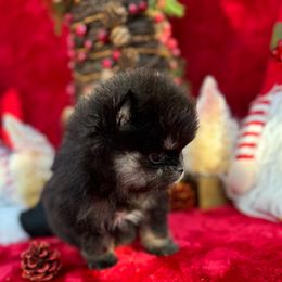 Pomeranian Puppies from Pommies of LA