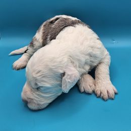 Payday - Merle male Bernedoodle puppy in Lancaster, Pennsylvania from NLB Mini Bernedoodles