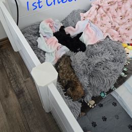 Maltipoo Puppies from Fasnacht Fuzzy Maltipoos LLC