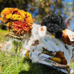 Maltipoo Puppies from Awwws&Pawws