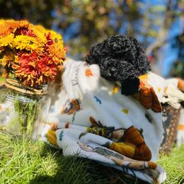 Maltipoo Puppies from Awwws&Pawws