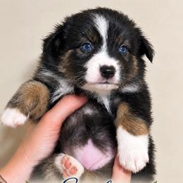 Serafina - Black tri-color female Australian Shepherd puppy in Gowen, Michigan from XA AUSTRALIAN SHEPHERDS