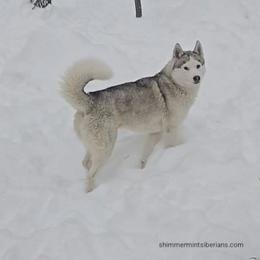 Magic - Siberian Husky