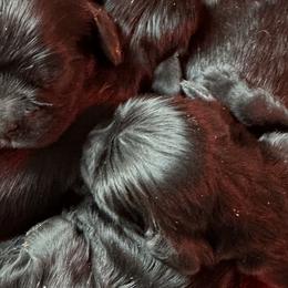 Cocker Spaniels from Carte cockers