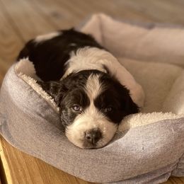 Snooze - Black and white English Springer Spaniel puppy in Alabama from Blackberry Pond Springer Spaniels